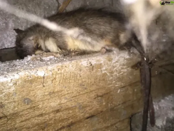 Dead Rat Removal White Rock